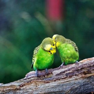 Two budgies