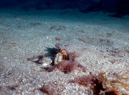 Common octopus