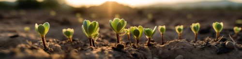 Row of budding sprouts out of moist soil