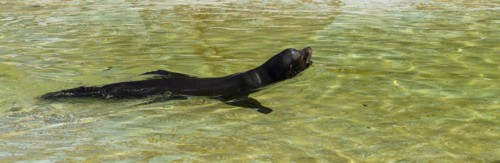 California sea lion