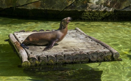 California sea lion