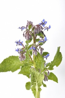 Borage on a white background