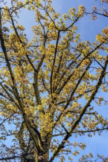 Spring flowering Norway maple