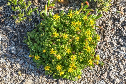 Strandhongerblom ?