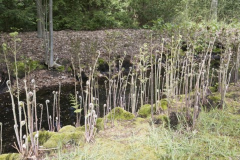 Royal fern