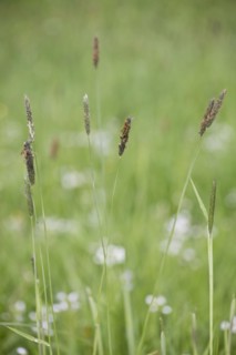 Meadow foxtail