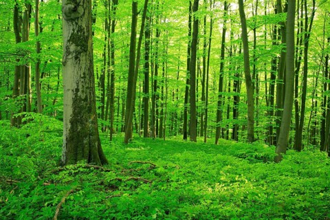 Natural beech forest in spring