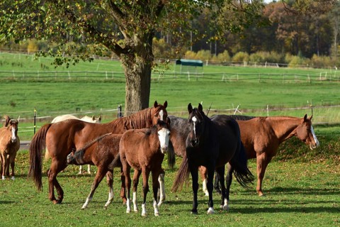 Broodmares and foals of the Western breed American Quarter Horse on pasture