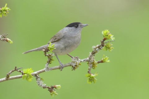 Blackcap