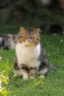 Exotic Shorthair