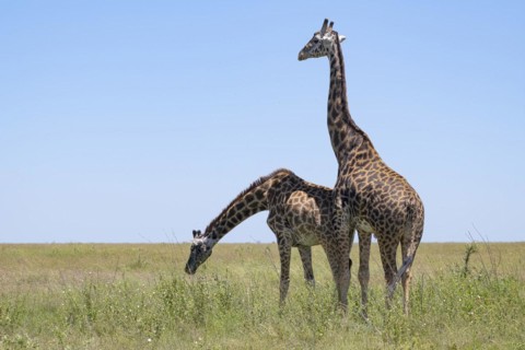 Masai giraffe