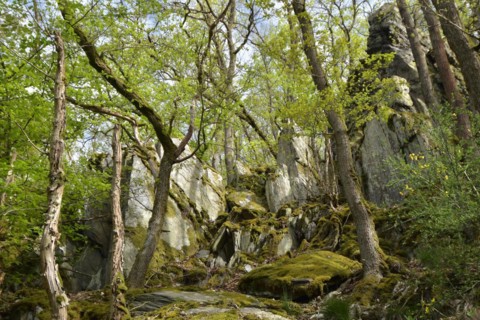 Boulders of Altlayer Schweiz on the hiking trail in Hunsrueck in spring