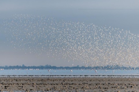 Shorebirds