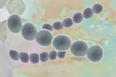 Illustration of streptococci are spherical bacteria that typically arrange themselves in chains or pairs