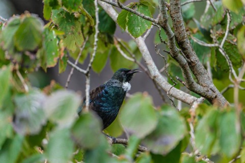 Tui