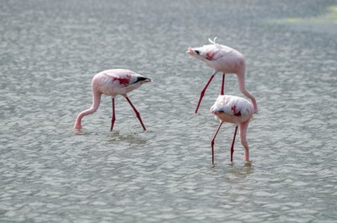 Lesser Flamingos
