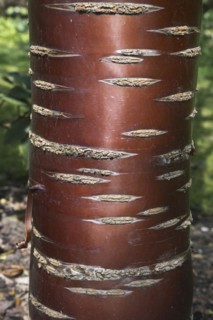 Mahogany cherry
