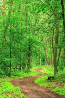 Hiking trail winds through untouched mixed forest in spring on the eastern shore of the Mueritz