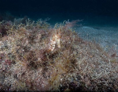 Short-snouted seahorse