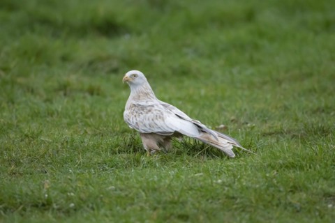 Red kite