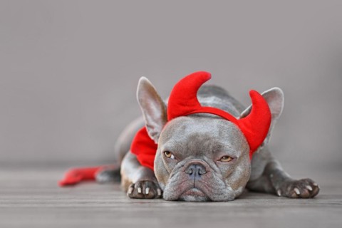 Cute French Bulldog dog wearing red devil horns