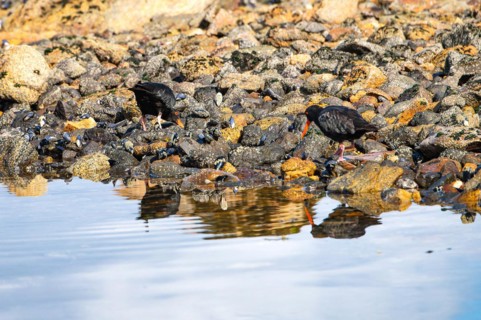 Variable oystercatcher
