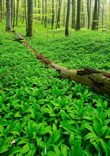 Untouched natural beech forest in spring