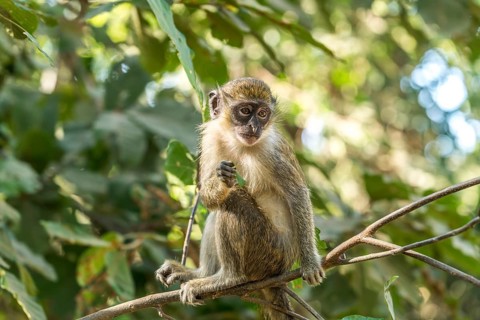 Western green monkey