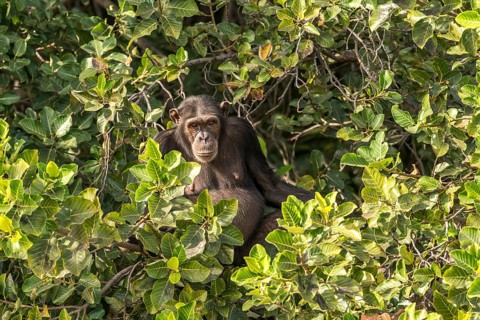 Chimpanzee on Baboon Island