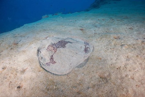 Marbled electric ray