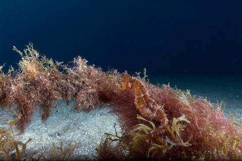 Short-snouted seahorse