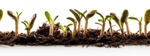 Seamless tileable cross section row of budding sprouts of new growth out of soil on a white background