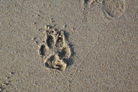 Top view of single dog paw print on wet sand beach