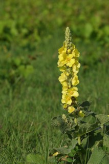 Dense-flowered mullein