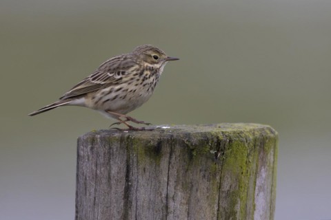 Meadow pipit