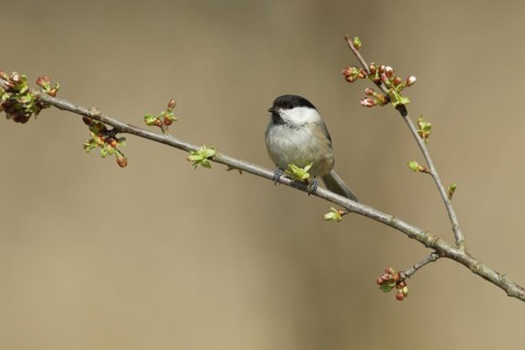Willow Tit