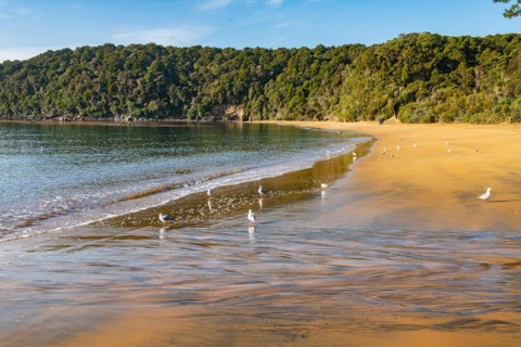 Sydney Cove