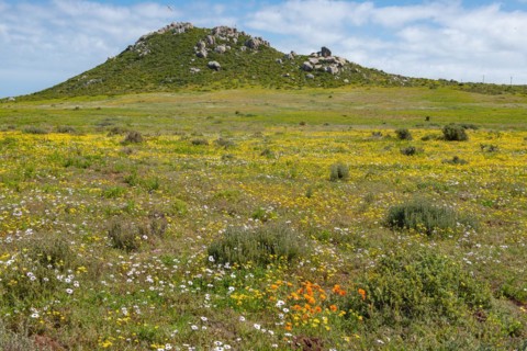 Postberg Section