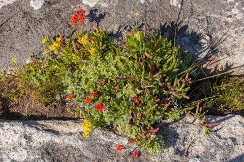 Plant ensemble with wild geraniums