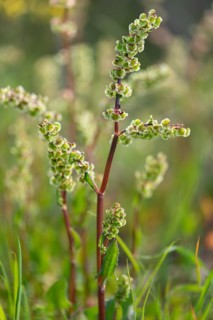 Rumex lanceolatus ?? Renosterveld Reserve