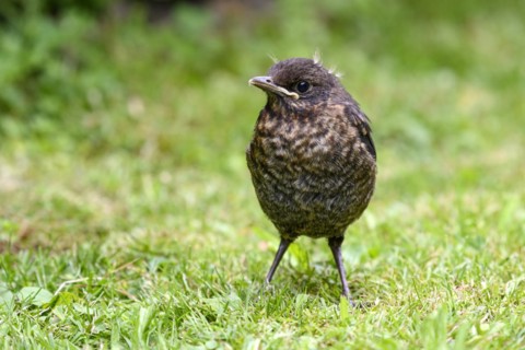 Blackbird