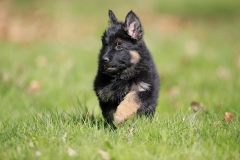 German shepherd domestic dog