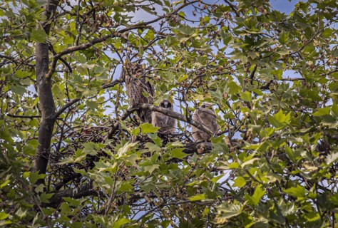 A family of owls with two chicks in a nest on a high tree
