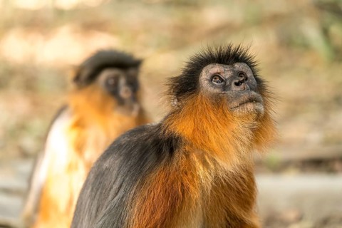 Temminck's red colobus