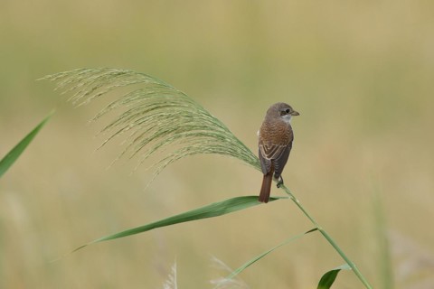 Red-backed Shrike
