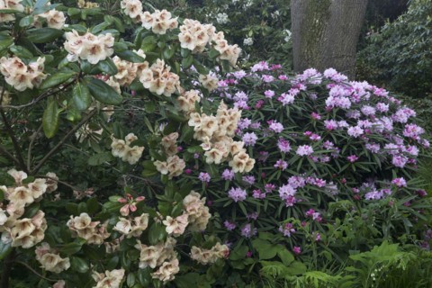 Rhododendron flower