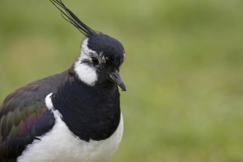 Northern lapwing