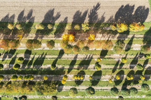 Tree nursery