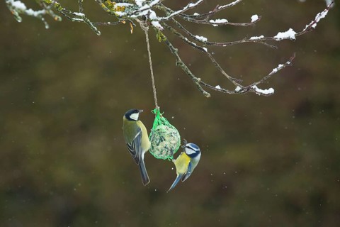 Blue tit with great tit hanging on tit dumpling looking at each other