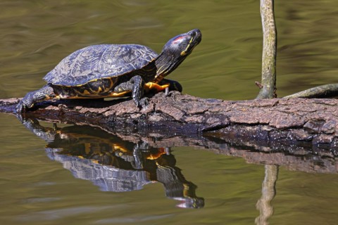 Red-eared slider